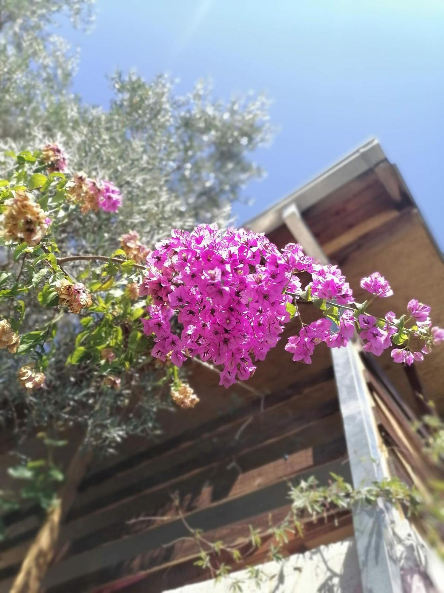 Apartmani Lala 2 Čanj Exterior foto